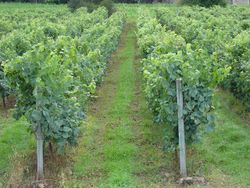 Vinhas na região do Minho - Portugal